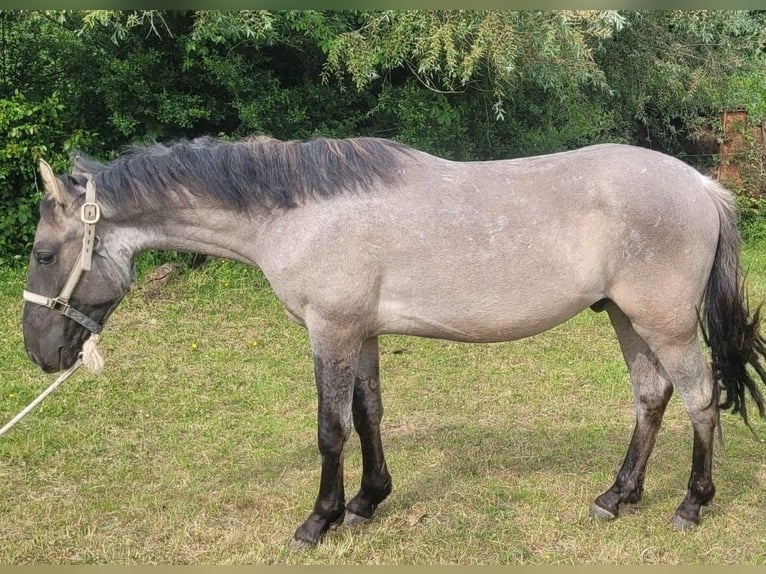 Criollo Castrone 2 Anni 150 cm Grullo in Sommerkahl