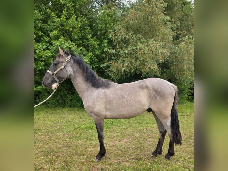 Criollo Castrone 2 Anni 150 cm Grullo in Sommerkahl