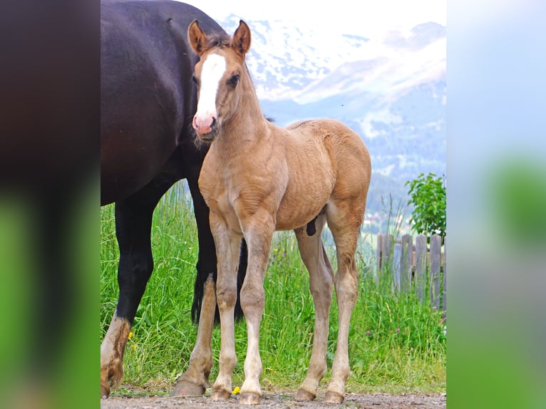 Criollo Castrone 2 Anni in Tinizong