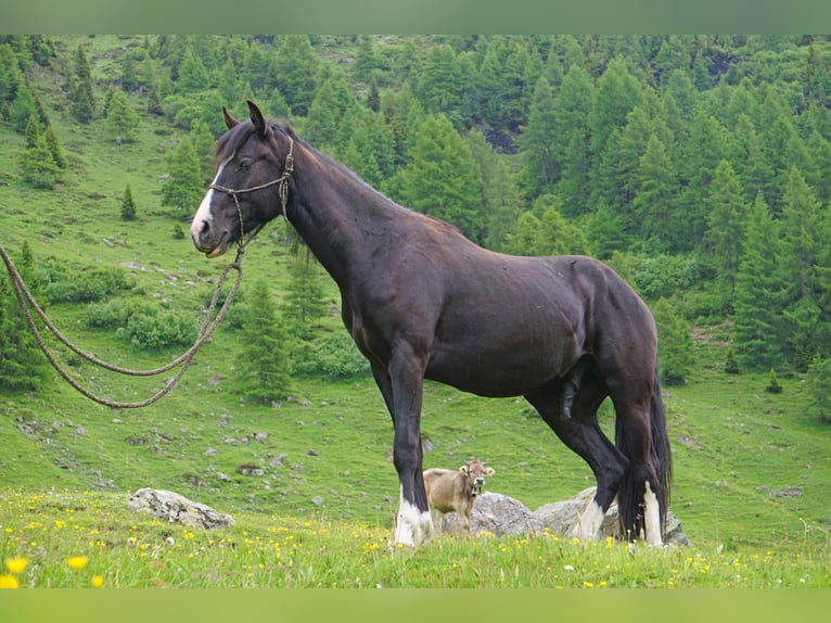 Criollo Castrone 2 Anni Pezzato in Tinizong