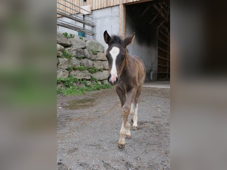 Criollo Castrone 2 Anni Pezzato in Tinizong