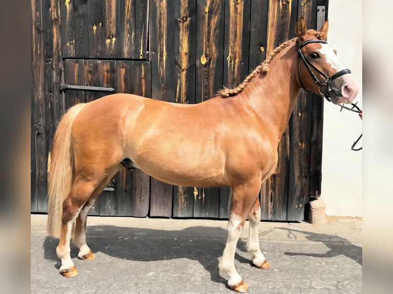 Criollo Castrone 3 Anni 143 cm Sauro in Heroldsbach