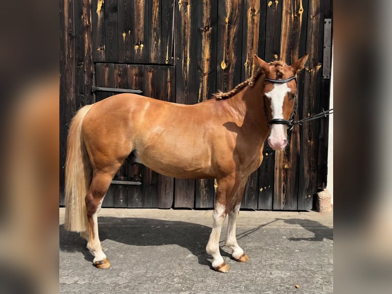 Criollo Castrone 3 Anni 143 cm Sauro in Heroldsbach