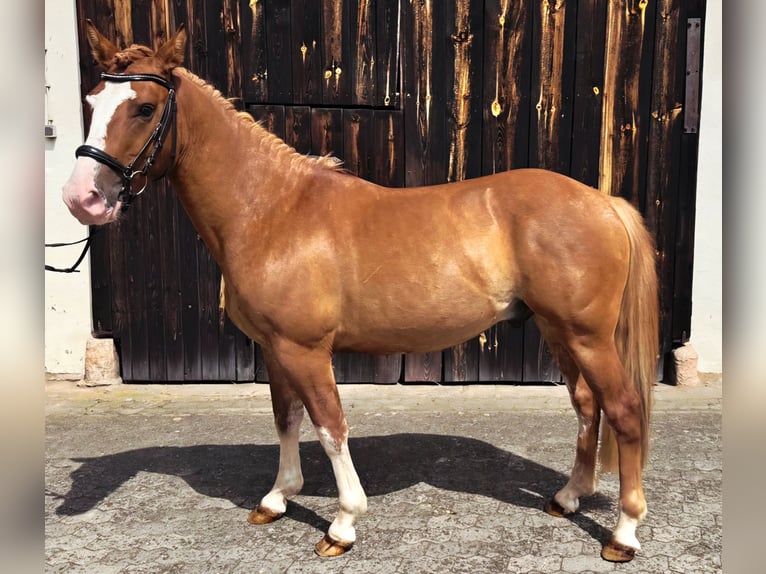 Criollo Castrone 3 Anni 143 cm Sauro in Heroldsbach