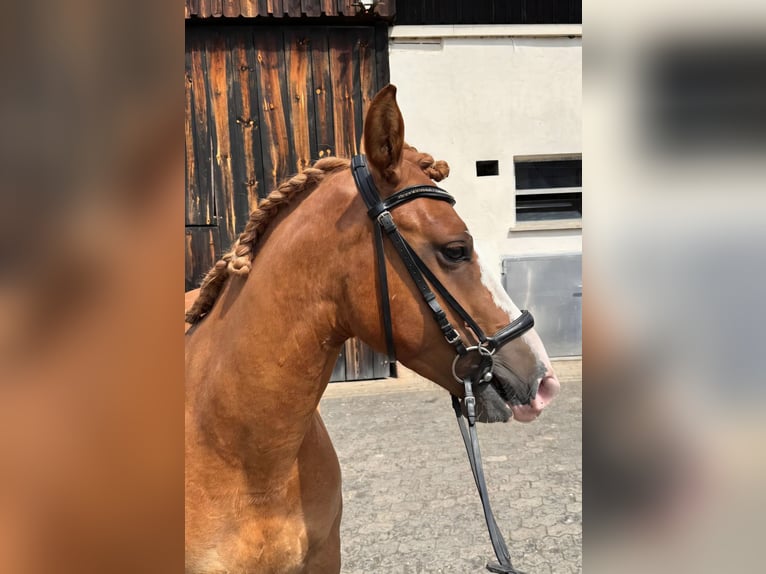 Criollo Castrone 3 Anni 143 cm Sauro in Heroldsbach