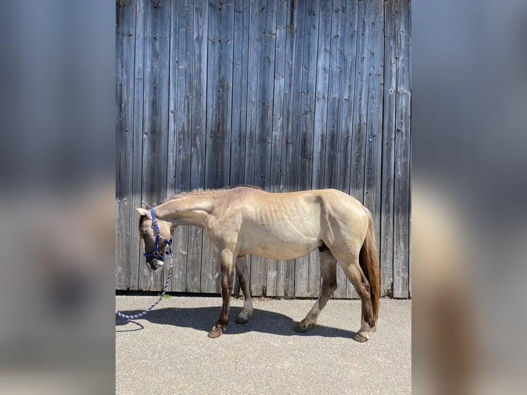 Criollo Castrone 3 Anni 144 cm Grullo in Neukirchen an der Enknach