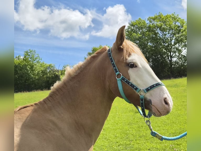 Criollo Castrone 3 Anni 145 cm Sauro in Michelstadt