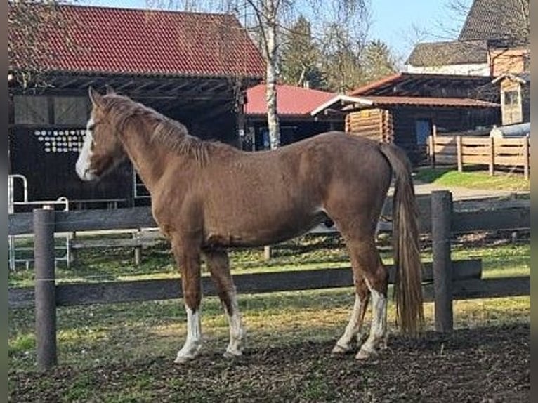 Criollo Castrone 3 Anni 145 cm Sauro in Michelstadt