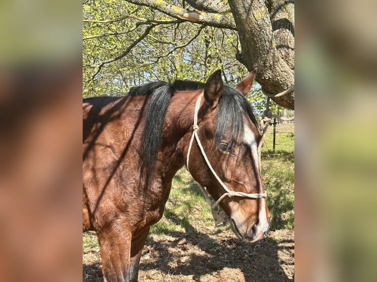 Criollo Castrone 3 Anni 146 cm Baio in Hanstedt I