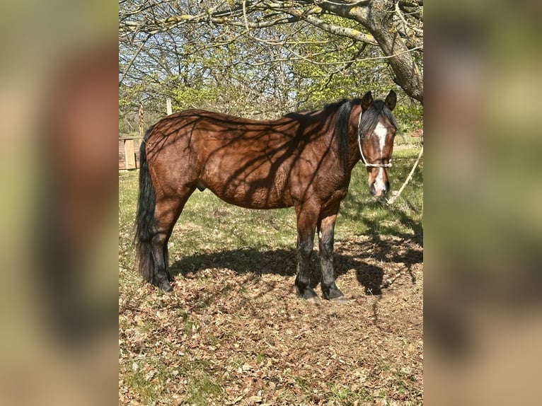 Criollo Castrone 3 Anni 146 cm Baio in Hanstedt I