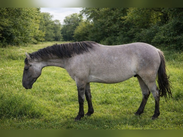 Criollo Castrone 3 Anni 147 cm Grullo in Stockstadt am Main