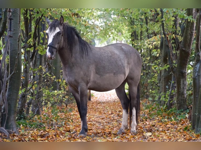 Criollo Castrone 4 Anni 150 cm Grullo in Hilversum