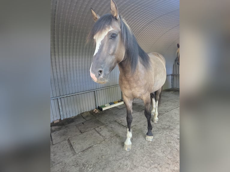 Criollo Castrone 4 Anni 150 cm Grullo in hilversum