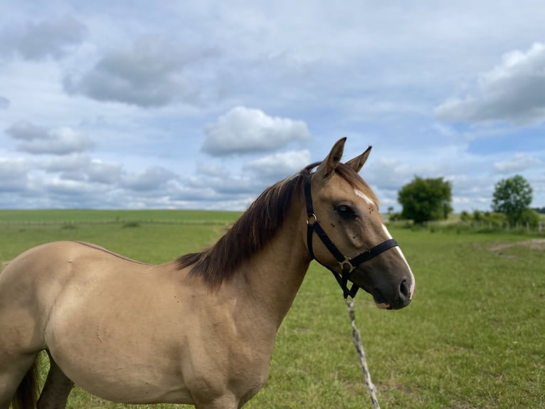 Criollo Castrone 4 Anni in Walkendorf