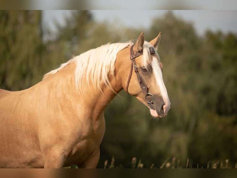 Criollo Castrone 5 Anni 142 cm Cremello in Bruchsal