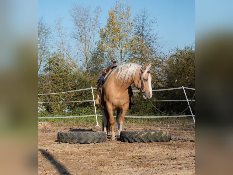 Criollo Castrone 5 Anni 144 cm Cremello in Bruchsal