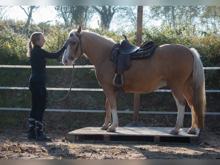 Criollo Castrone 5 Anni 144 cm Cremello in Bruchsal