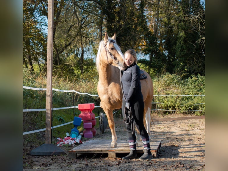 Criollo Castrone 5 Anni 144 cm Cremello in Bruchsal