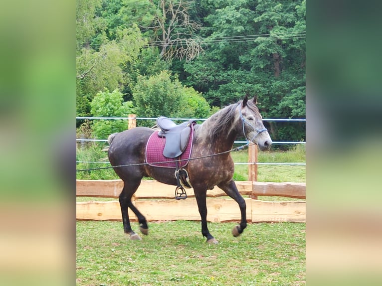 Criollo Mix Castrone 5 Anni 155 cm Grigio ferro in Hundsbach