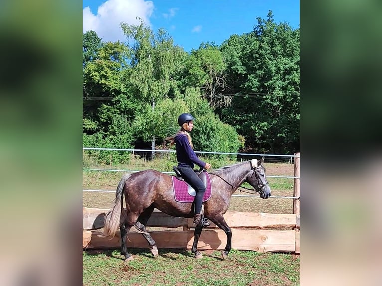 Criollo Mix Castrone 5 Anni 155 cm Grigio ferro in Hundsbach