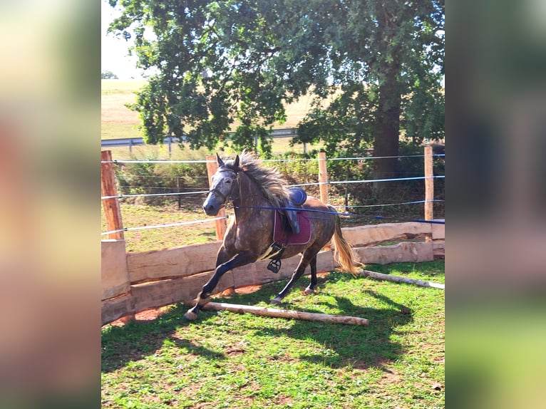Criollo Mix Castrone 5 Anni 155 cm Grigio ferro in Hundsbach