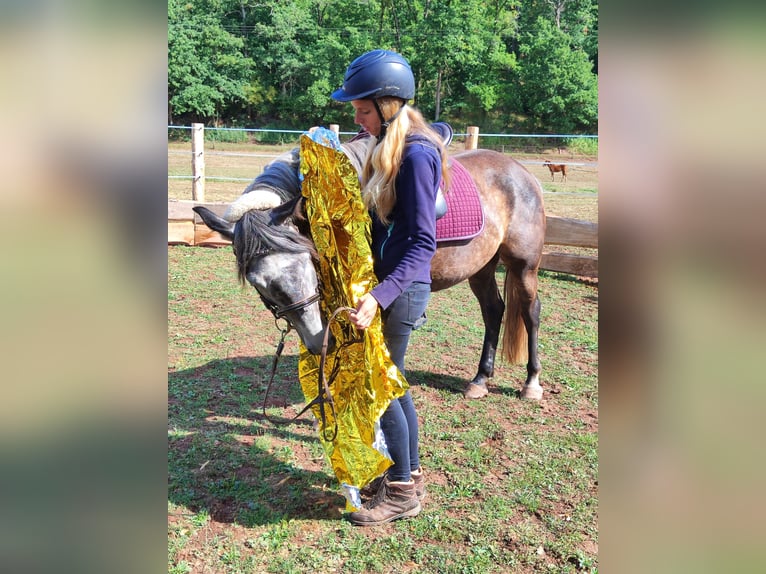 Criollo Mix Castrone 5 Anni 155 cm Grigio ferro in Hundsbach