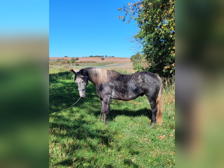 Criollo Mix Castrone 5 Anni 155 cm Grigio ferro in Hundsbach