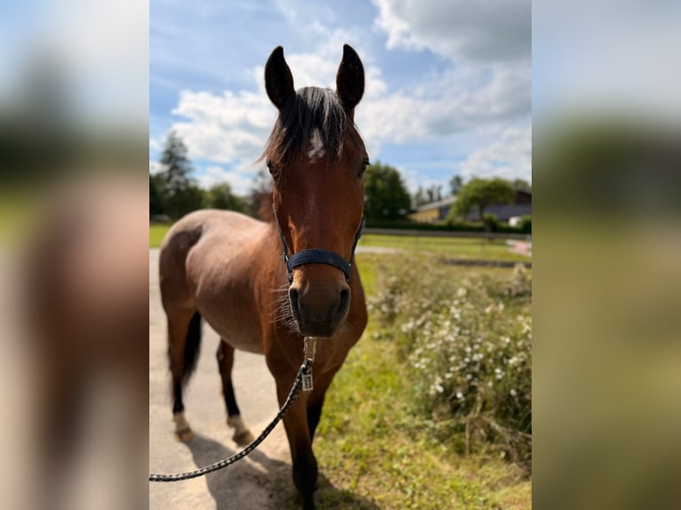 Criollo Castrone 7 Anni 145 cm Baio roano in Walkendorf