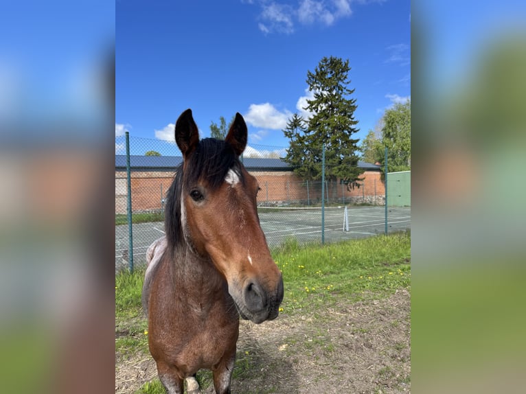Criollo Castrone 7 Anni 145 cm Baio roano in Walkendorf
