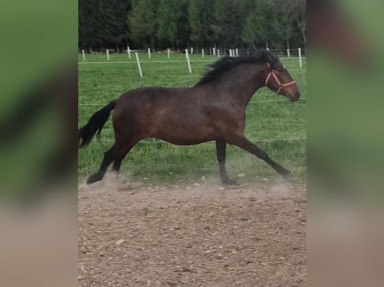 Criollo Mix Castrone 7 Anni 153 cm Baio in Neumarkt-Sankt Veit