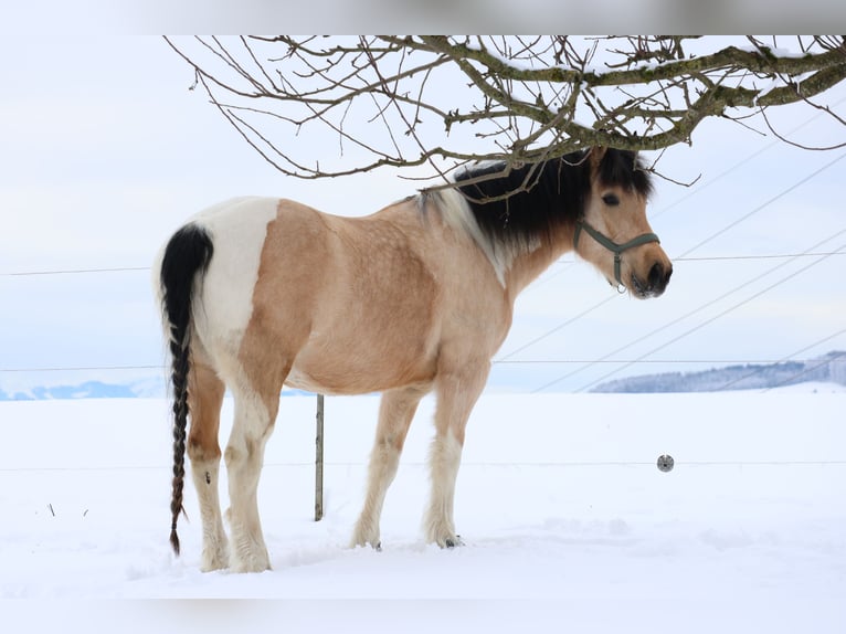 Criollo Mix Castrone 7 Anni 158 cm Palomino in Anglikon