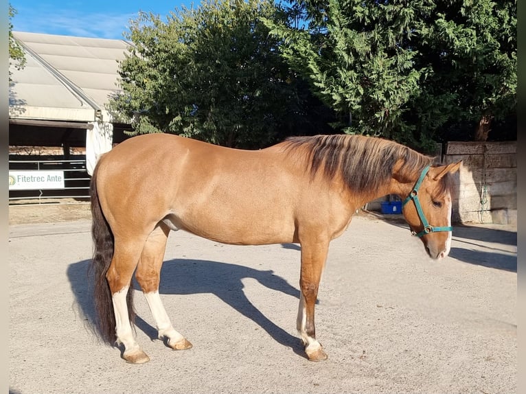 Criollo Castrone 8 Anni 145 cm Dunalino in Villafranca di Verona