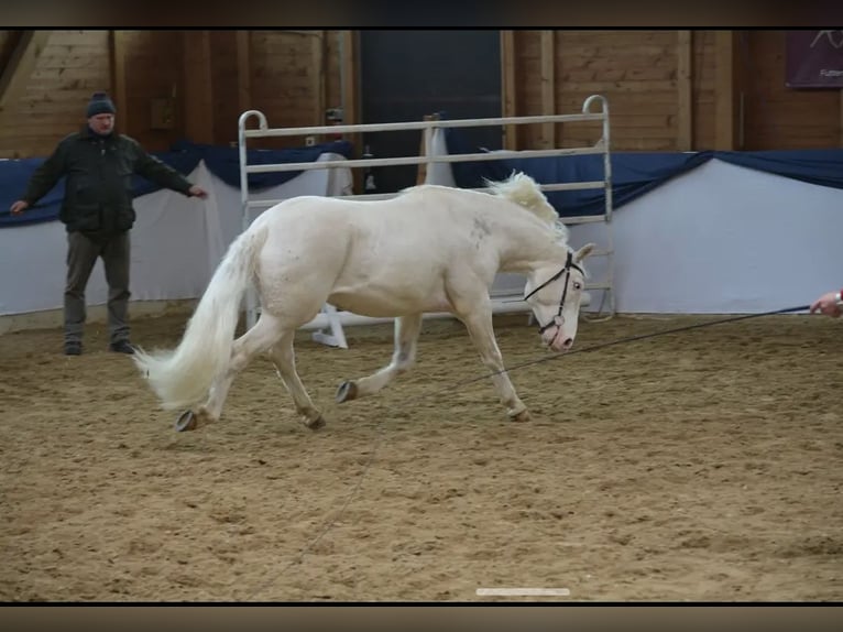 Criollo Castrone 9 Anni 147 cm Overo-tutti i colori in Klingenberg am Main