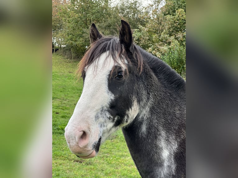 Criollo Castrone 9 Anni 148 cm Overo-tutti i colori in Koblenz