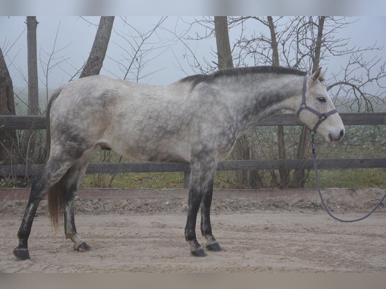 Criollo Mix Castrone 9 Anni 156 cm Grigio in Veigy-Foncenex