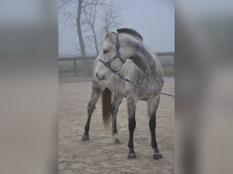 Criollo Mix Castrone 9 Anni 156 cm Grigio in Veigy-Foncenex