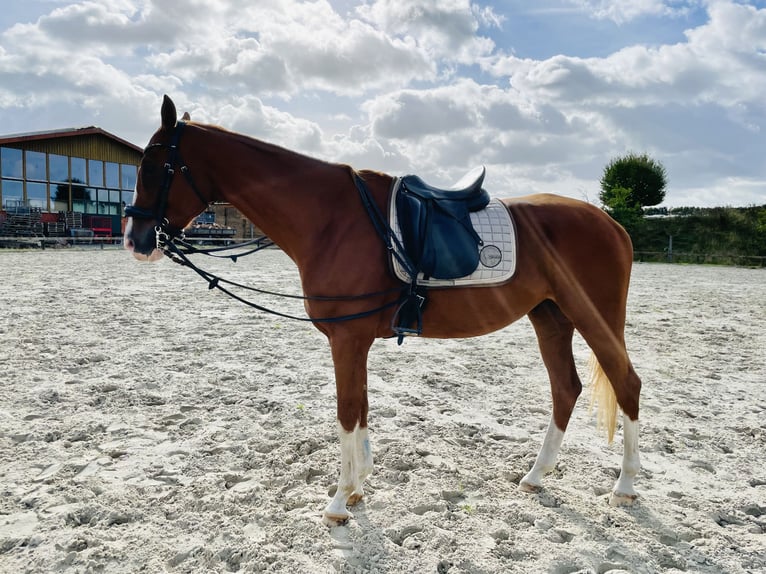 Criollo Mix Castrone 9 Anni 164 cm Sauro in Hamburg