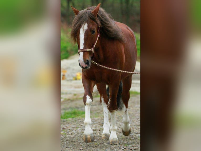 Criollo Étalon 17 Ans 149 cm Alezan brûlé in Belgweiler