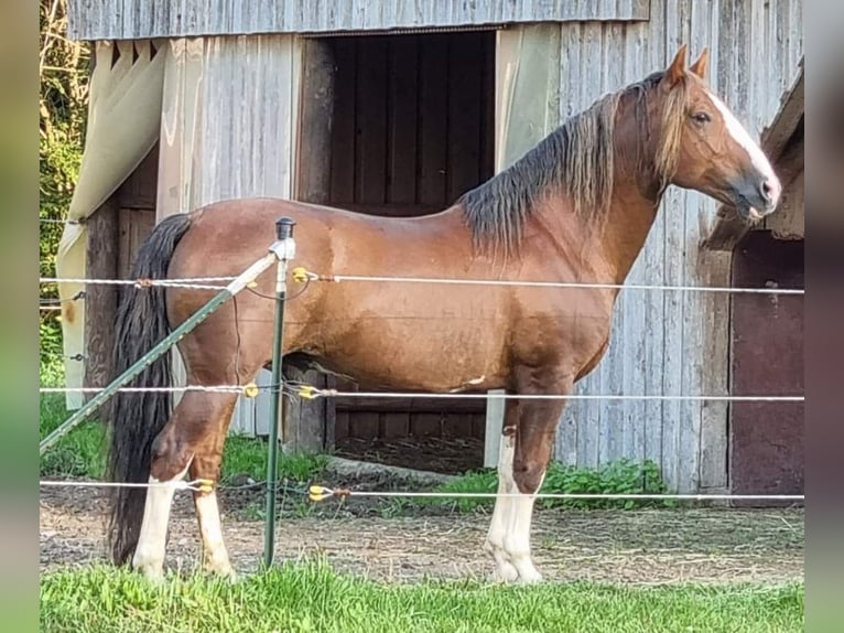 Criollo Étalon 17 Ans 149 cm Alezan brûlé in Belgweiler