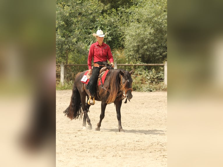 Criollo Étalon 1 Année 145 cm Overo-toutes couleurs in Gailingen am Hochrhein