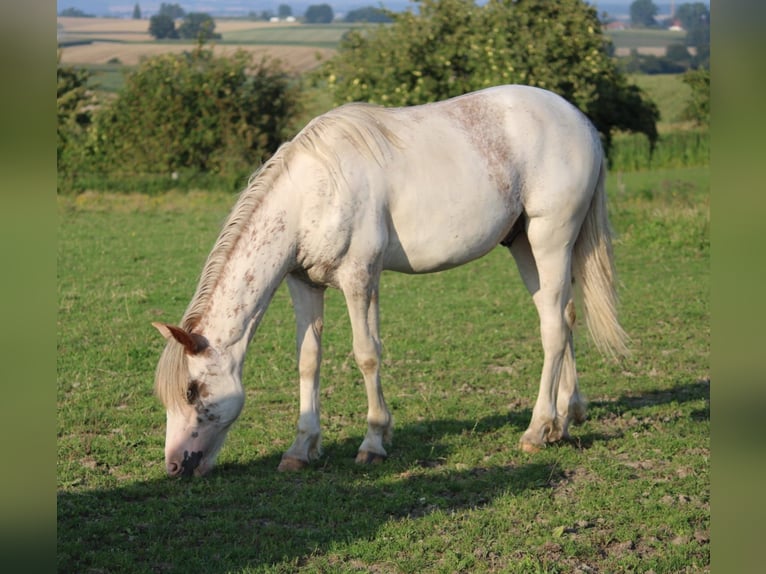 Criollo Étalon 1 Année 145 cm Pinto in Mengen