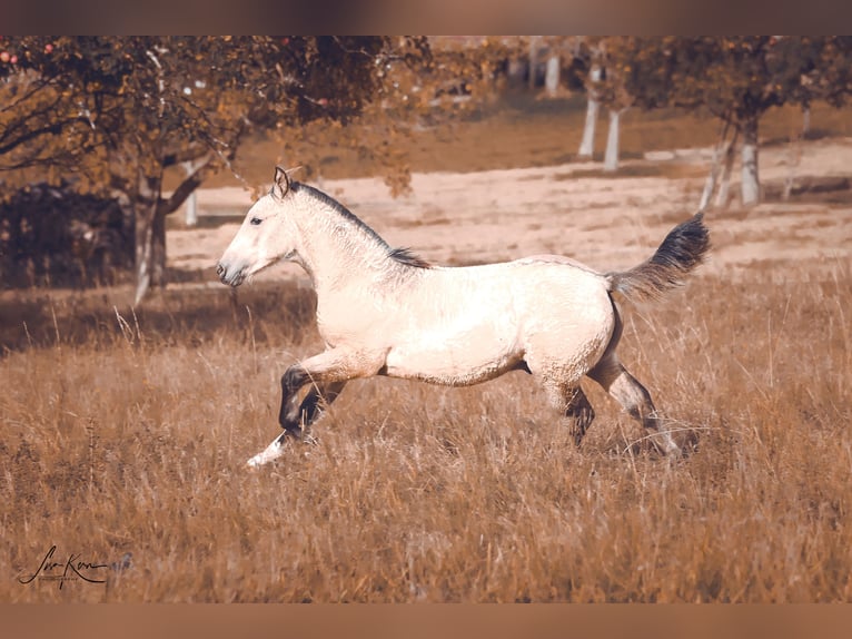 Criollo Étalon 1 Année 146 cm Buckskin in Heimbuchenthal