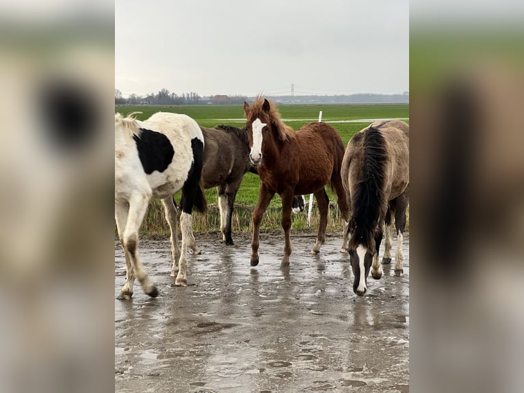 Criollo Étalon 1 Année 148 cm Alezan cuivré in Ossenzijl