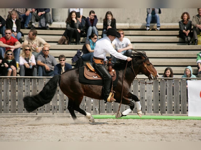 Criollo Étalon 1 Année 150 cm Noir in Sommerkahl