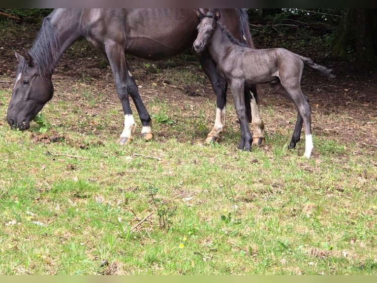 Criollo Étalon 1 Année 150 cm Noir in Sommerkahl