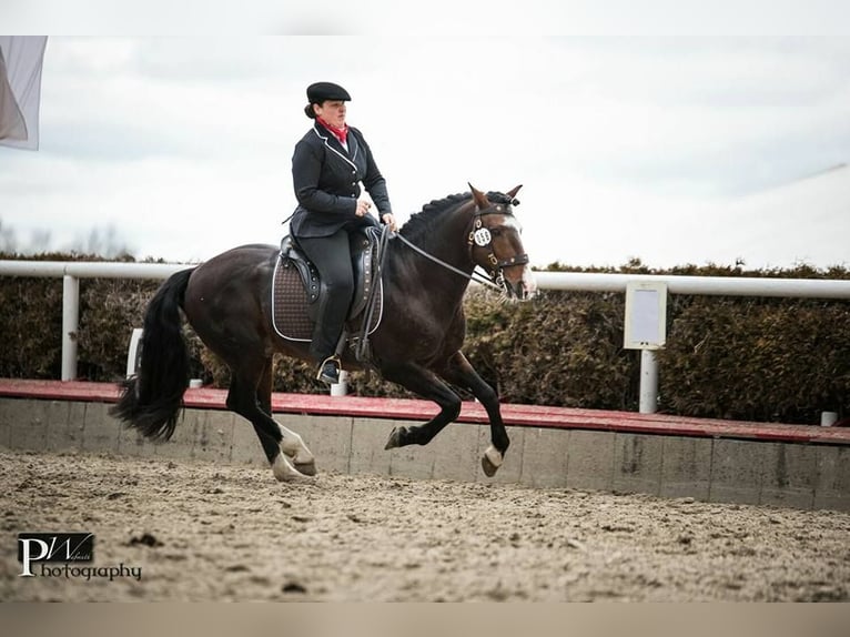 Criollo Étalon 1 Année 150 cm Noir in Sommerkahl