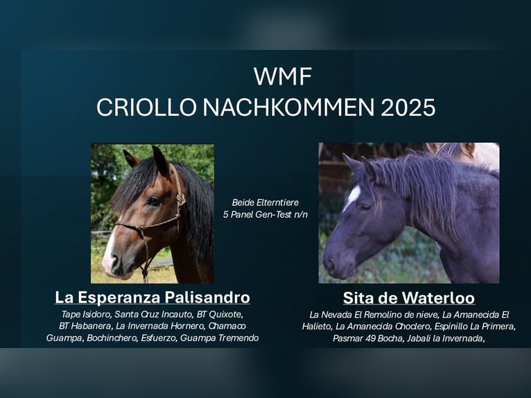 Criollo Étalon 1 Année 150 cm Noir in Sommerkahl