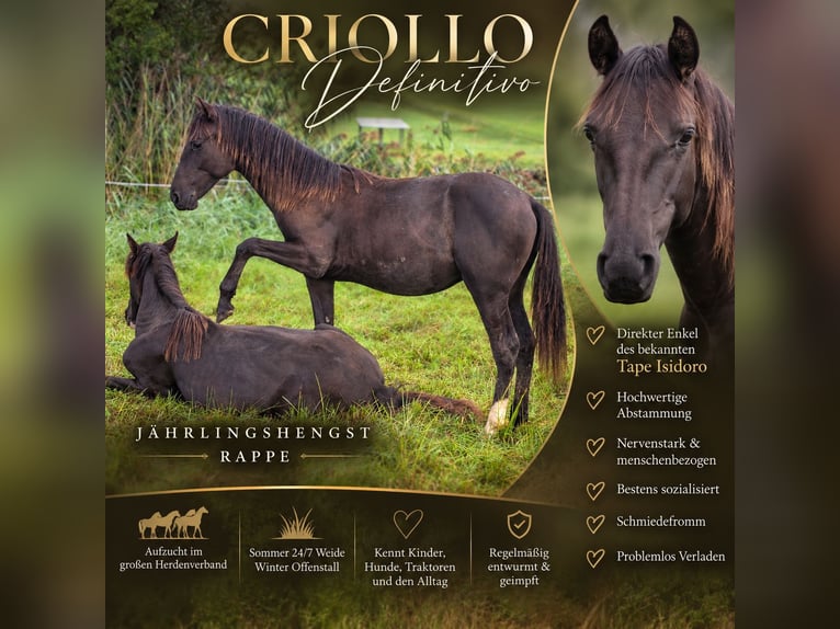 Criollo Étalon 1 Année 150 cm Noir in Sommerkahl