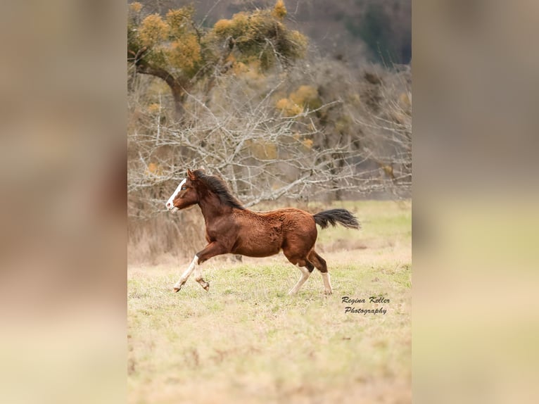 Criollo Étalon 1 Année Bai in Faulbach