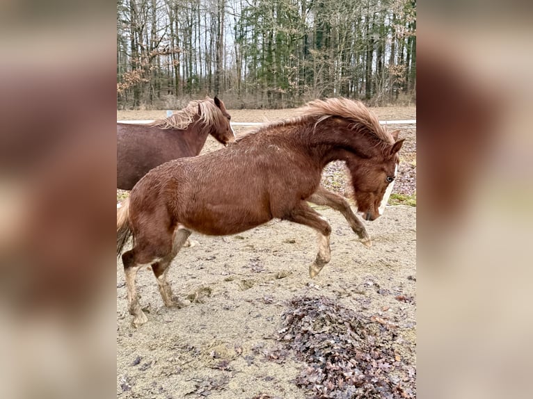 Criollo Étalon 1 Année  in Mengen